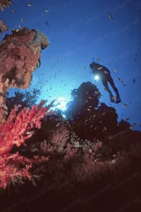 1995-B E SharmelSheikh