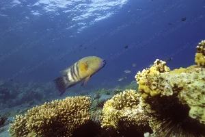 1995-B IZ Eilat.