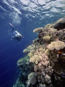 1999-B E JacksonReef