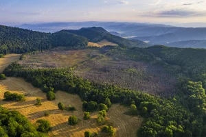 Mohos tőzegláp