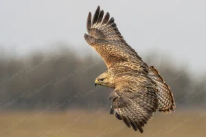 Pusztai ölyv
