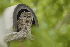 Macskabagoly