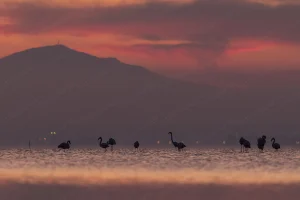 Flamingók Thesszalonikinél