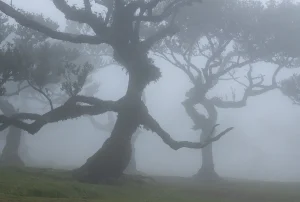 Köderdő, Madeira