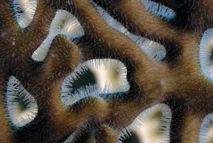 2008-M E m.NakariTüzkorall9704