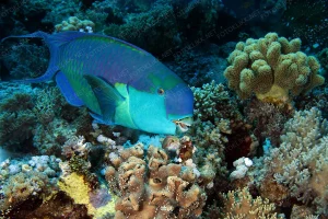 2008-M E M.NakariC.gibbus8490
