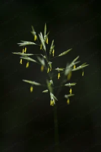 Perje