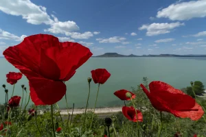 Pipacs a Balatonnál
