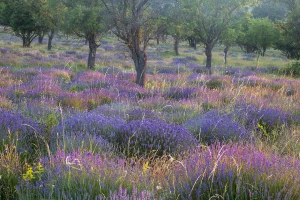 Tihanyi levendulás
