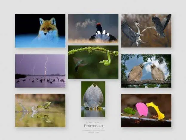 Képek a nappali falára – FTN 2009 természetfotó kiállítás Szolnokon